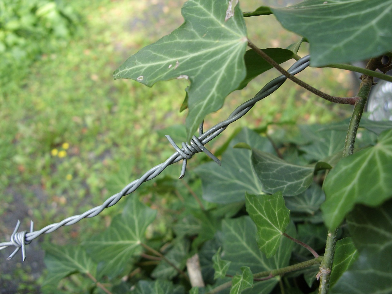 barbed wire just had green free photo