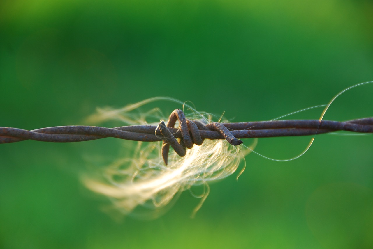 barbed wire close caught hair free photo