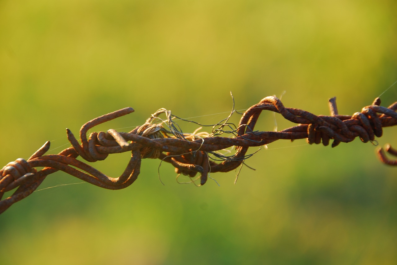 barbed wire wire rusty free photo