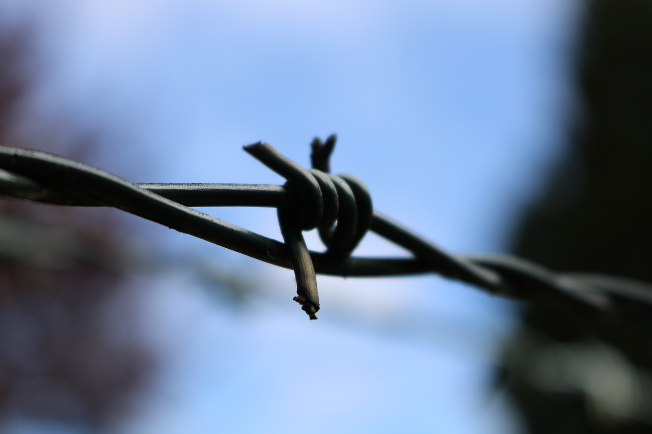 barbed wire barbed wire fence barrier free photo