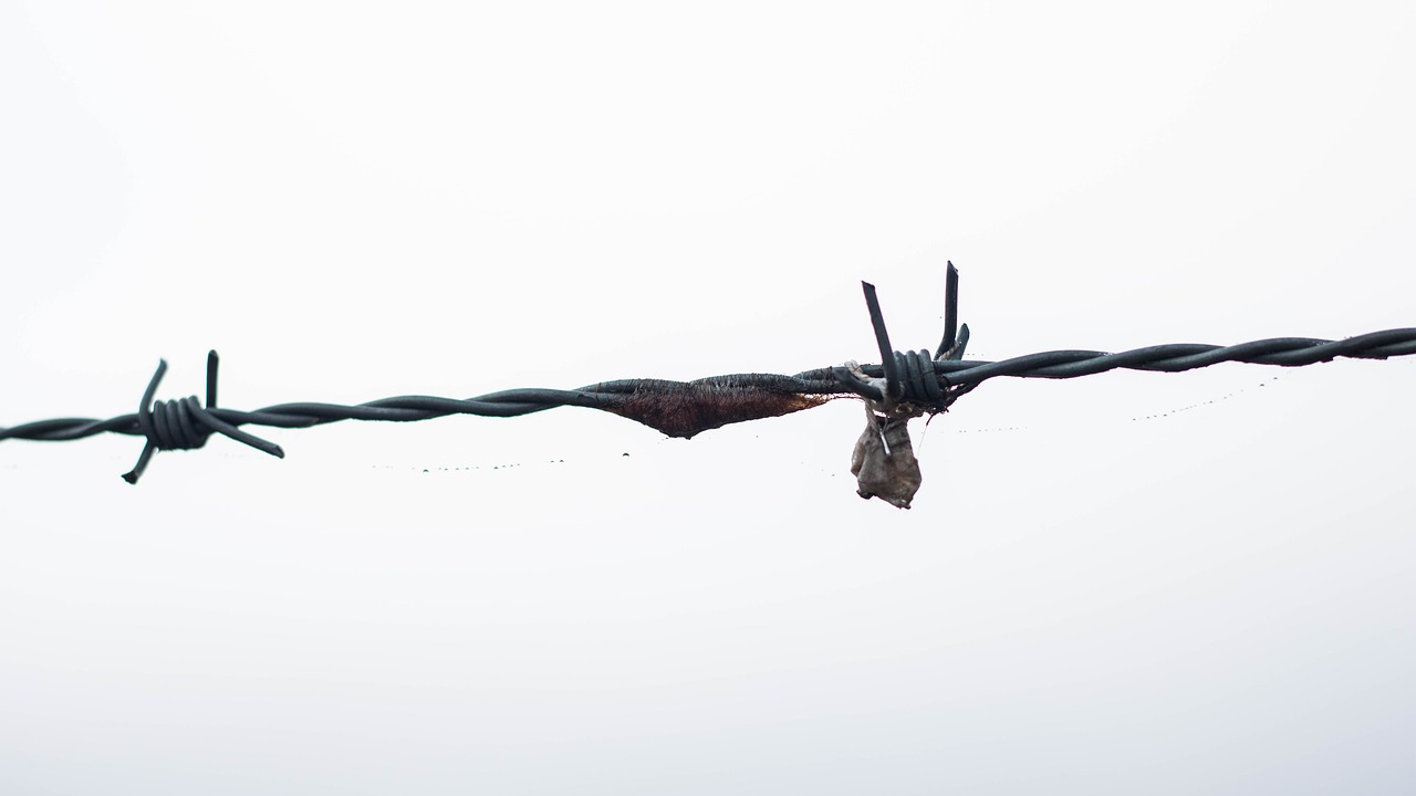 barbed wire dangerous scary free photo
