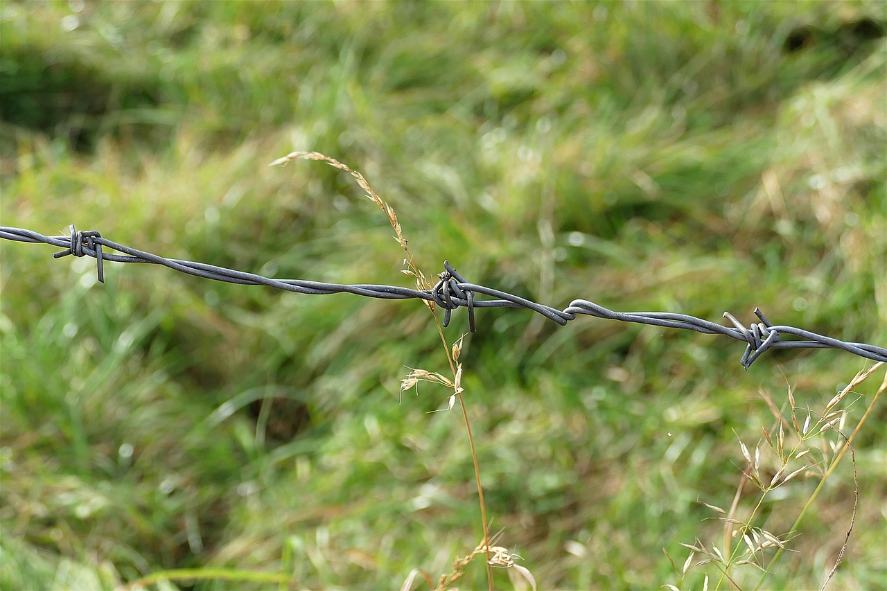 barbed wire blades of grass close free photo