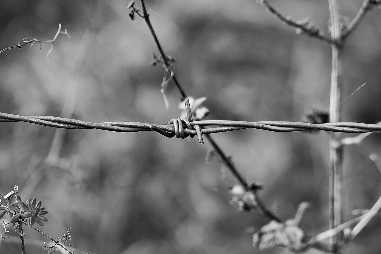 barbed wire macro s w free photo