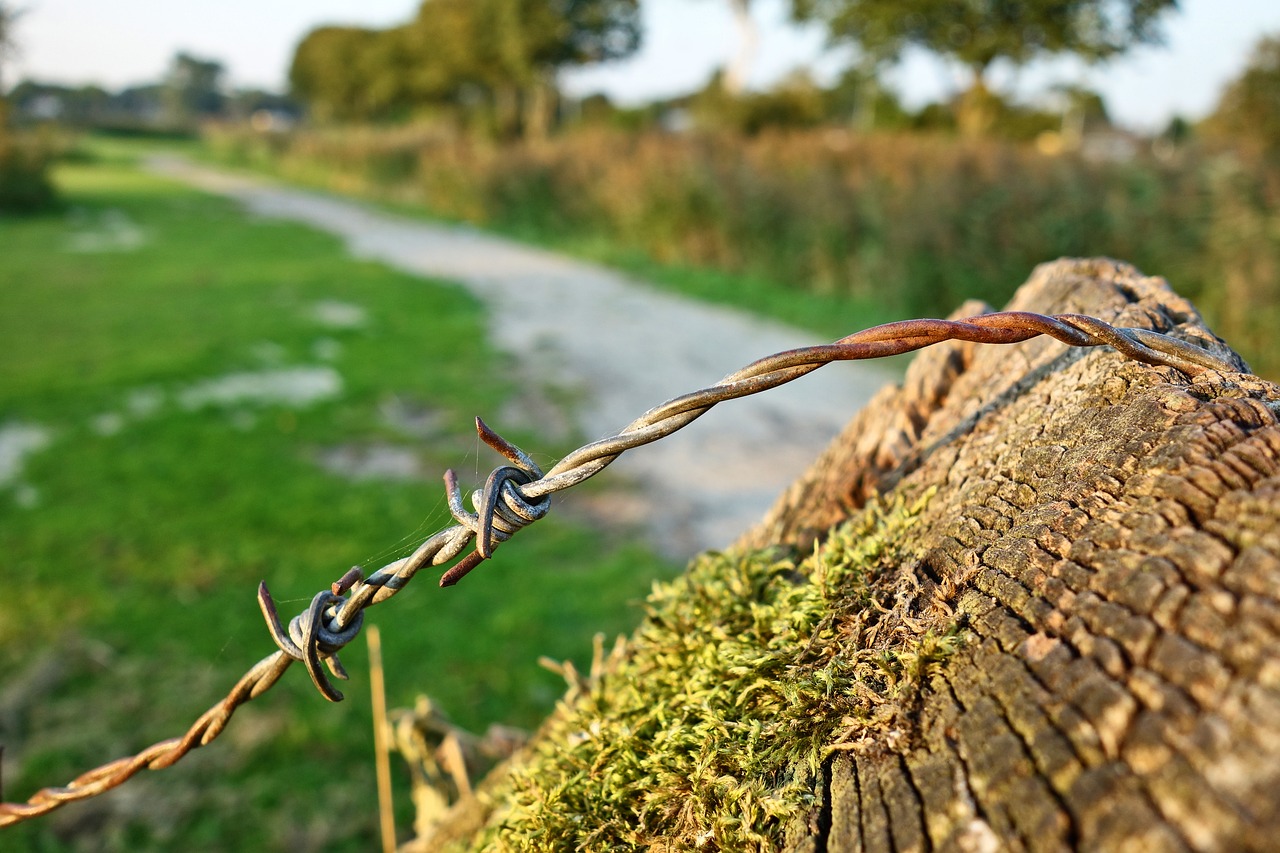 barbed wire wire steel free photo