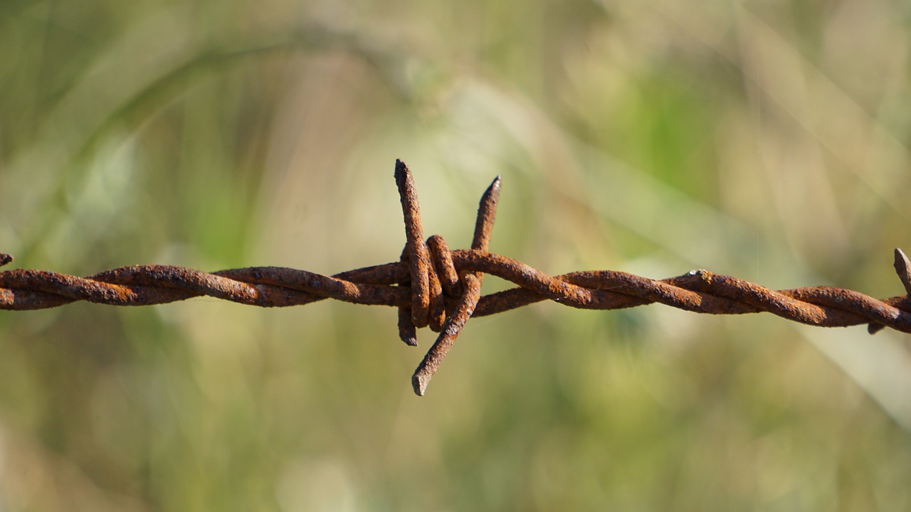 barbed wire  nature  outdoor free photo