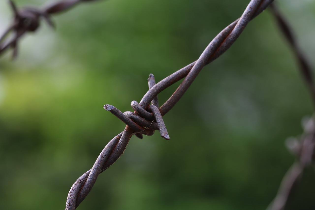 barbed wire  thorn  boundary free photo