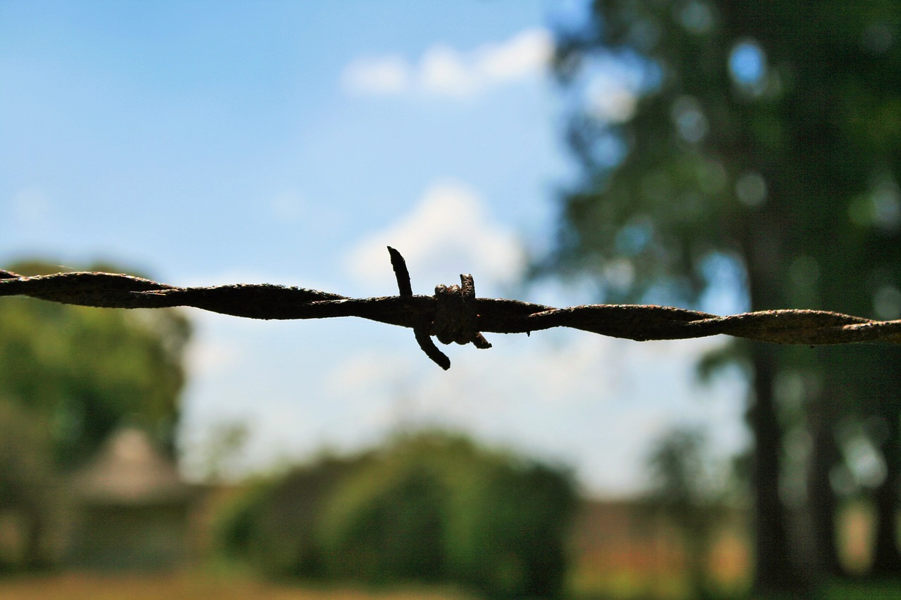 barbed wire wire barb free photo