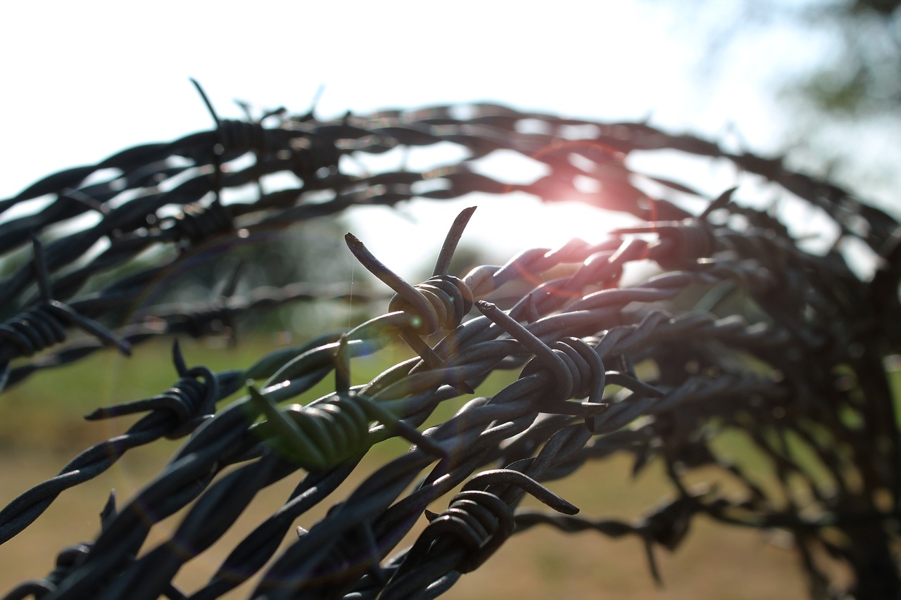 barbed wire  backlighting  sunrise free photo