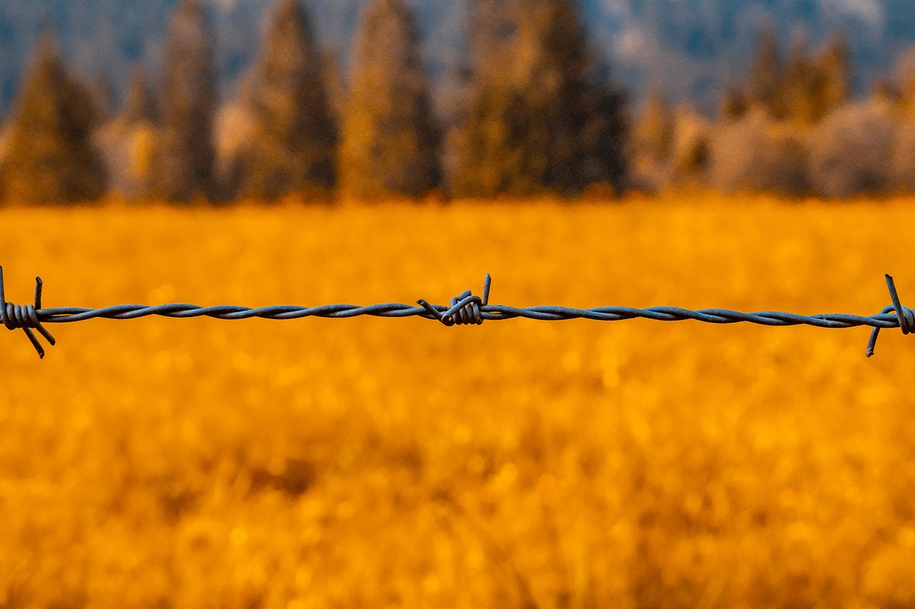 barbed wire  wire  sting free photo