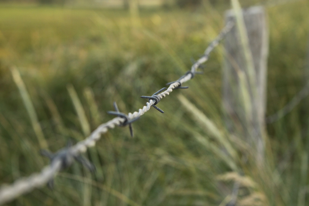 barbed wire  meadow  barrier free photo