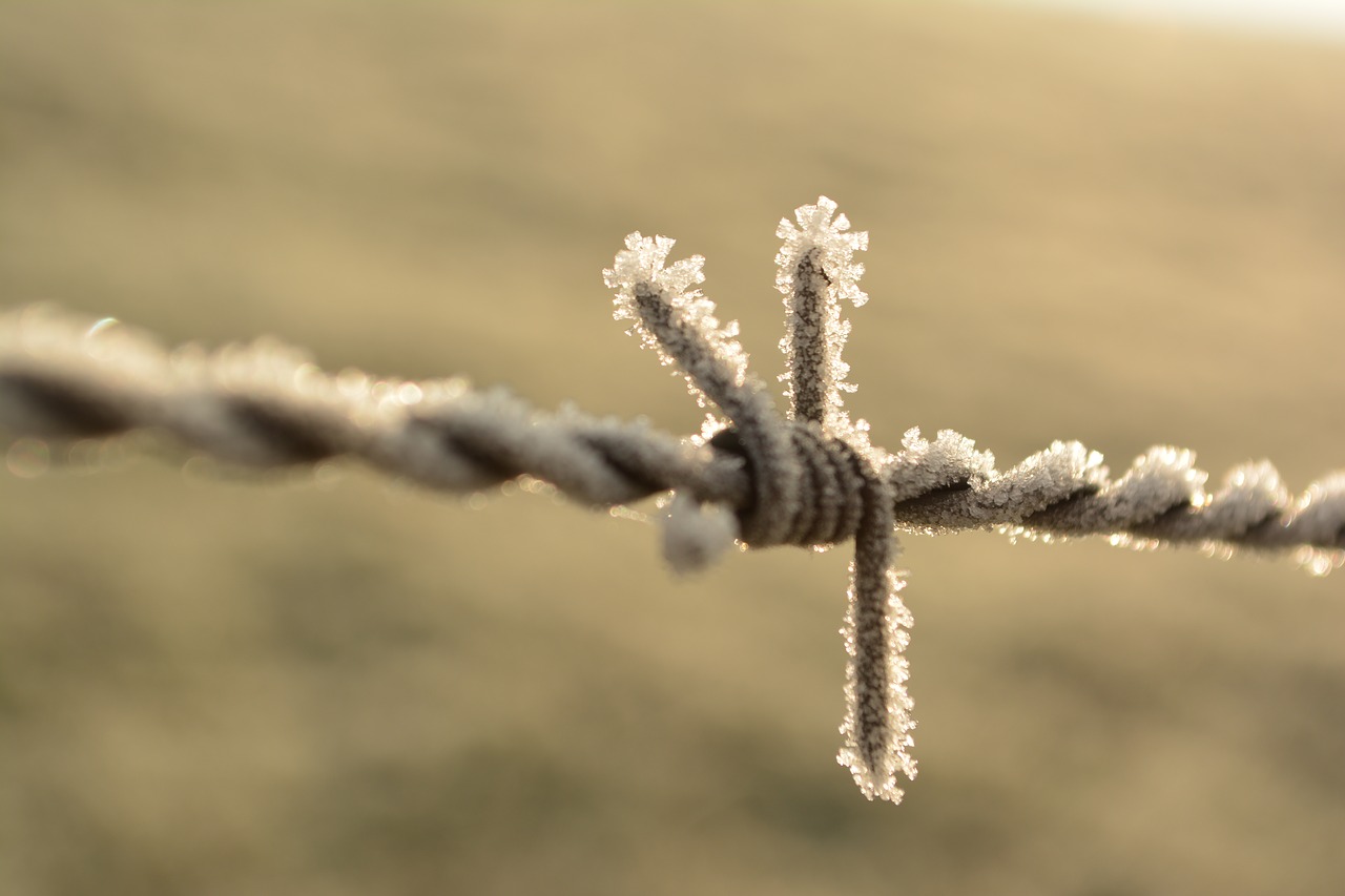 barbed wire  frost  winter free photo