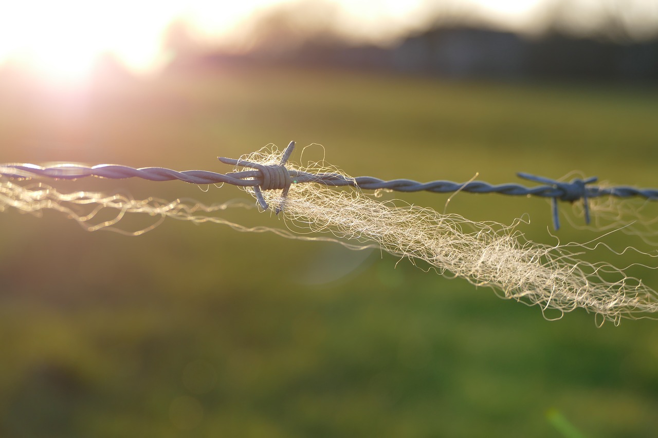barbed wire  fence  wool free photo