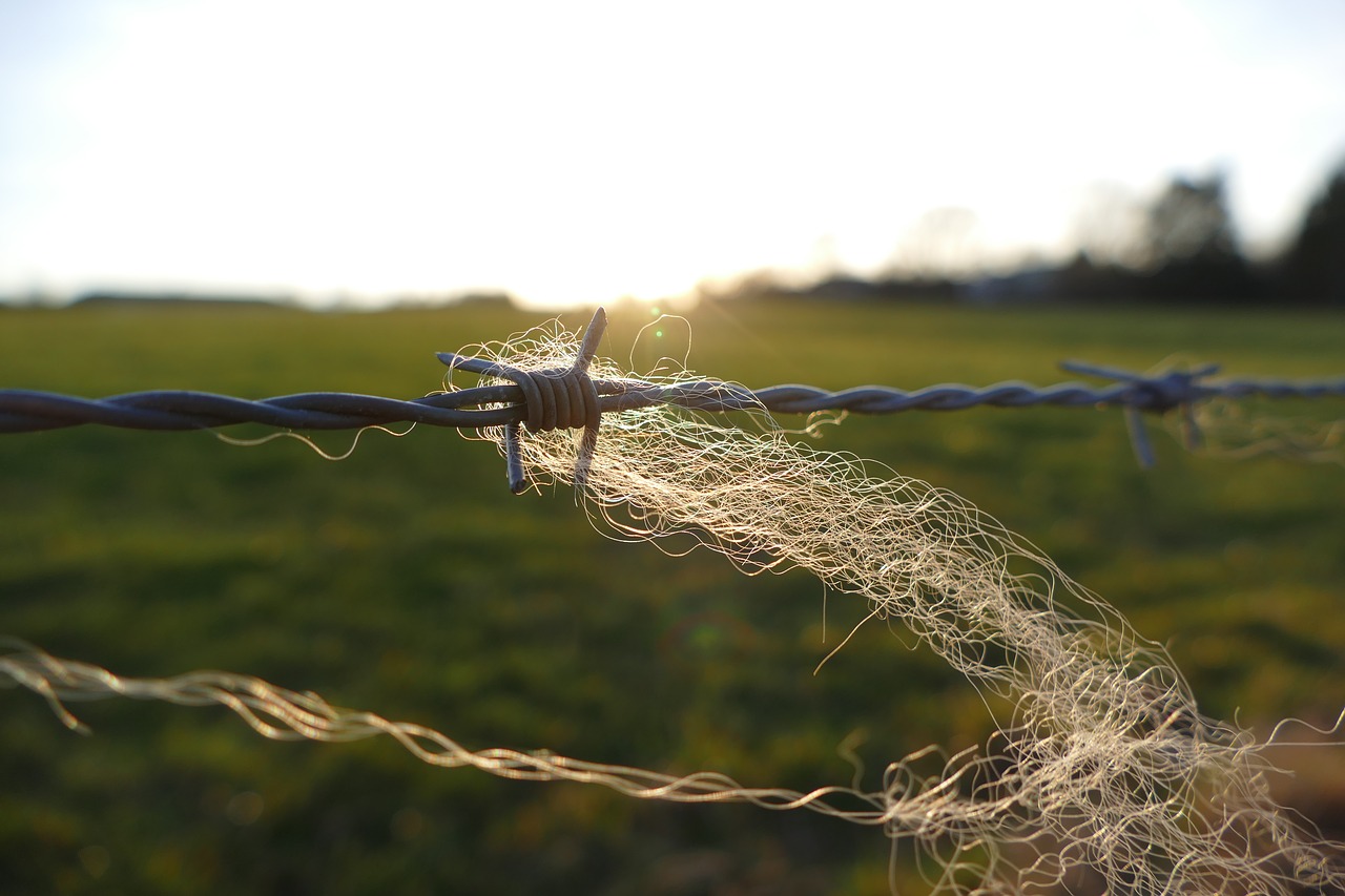 barbed wire  fence  wire free photo