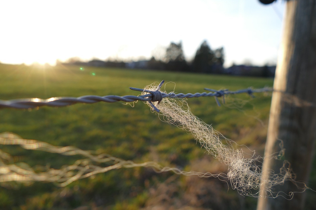 barbed wire  fence  wire free photo