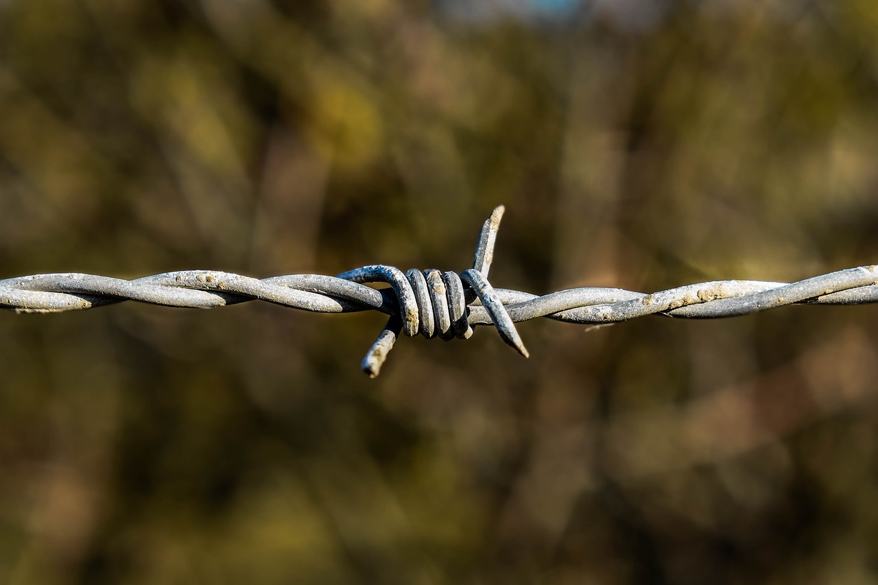 barbed wire  metal  thread free photo