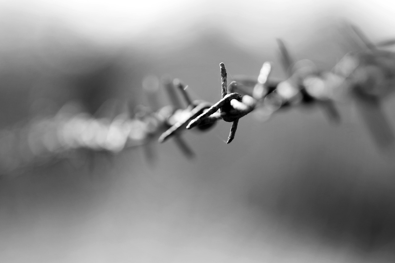 barbed wire  metal  fe free photo