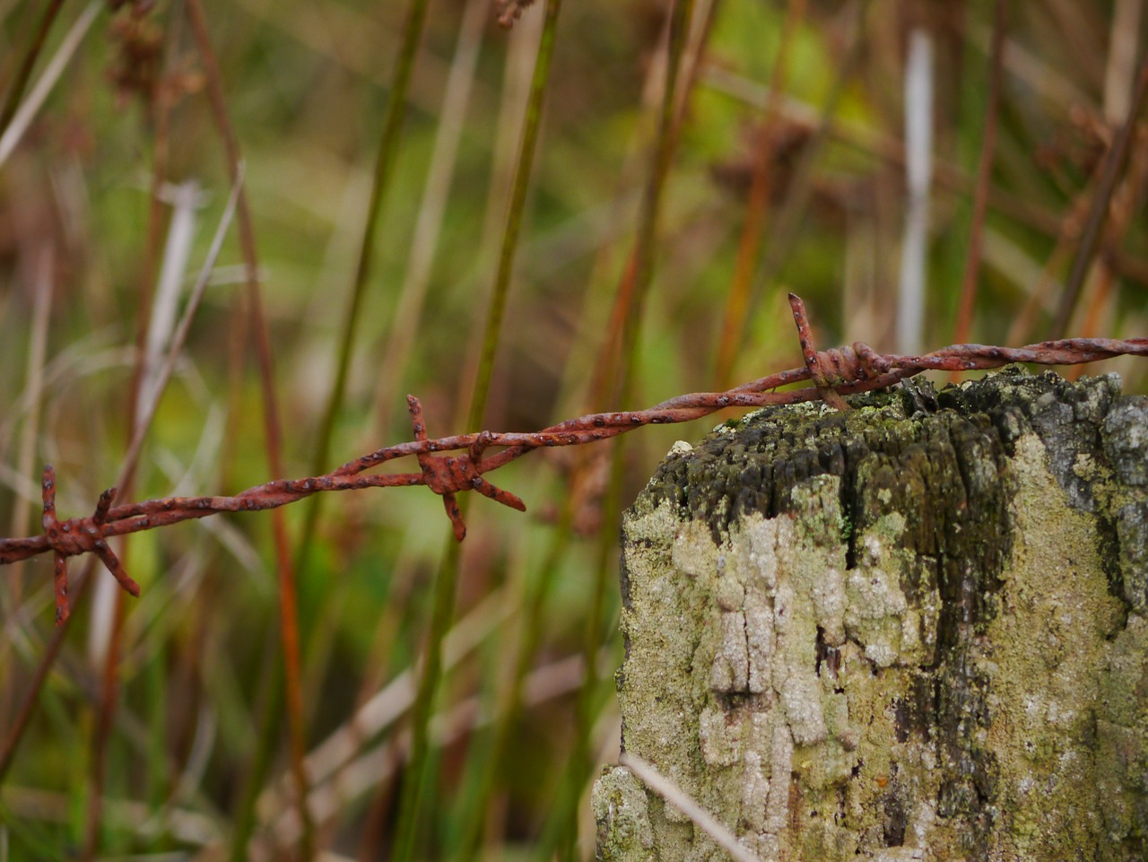 barbed wire stainless metal free photo