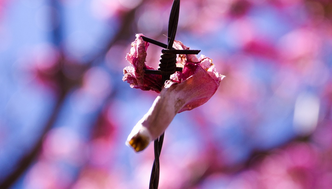 barbed wire flower rosa free photo