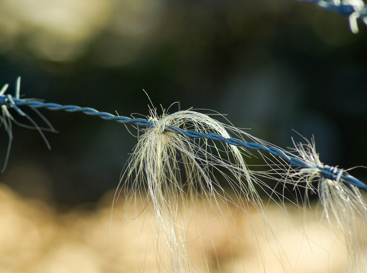 barbed wire closing horsehair free photo