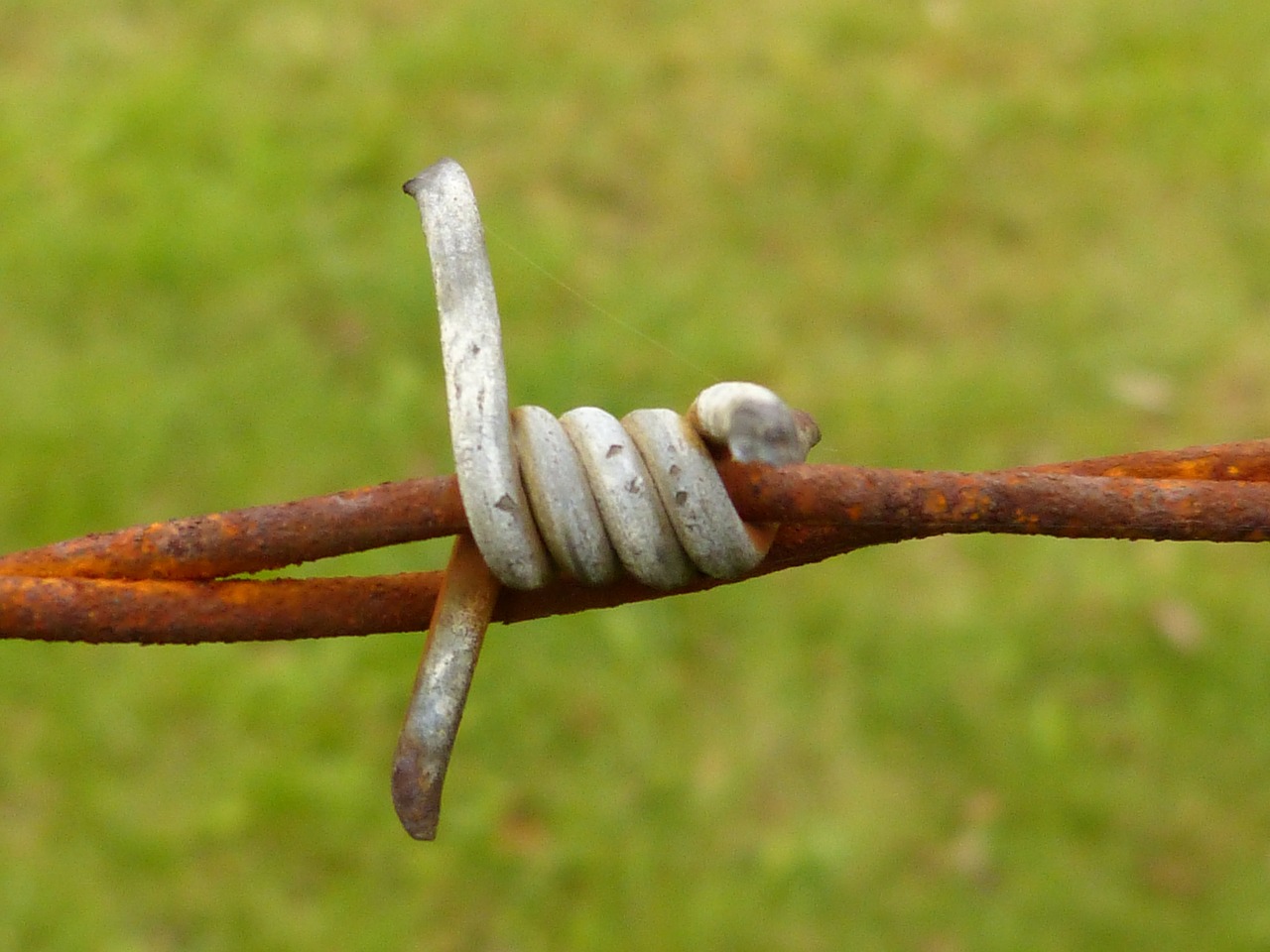 barbed wire wire rusty free photo