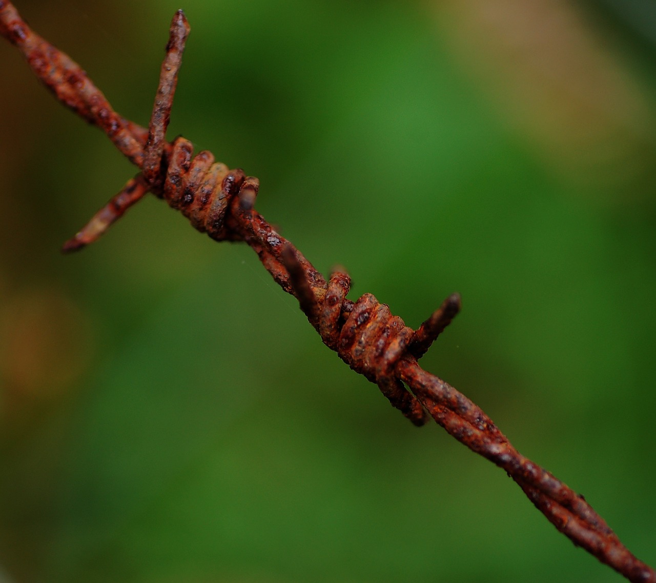 barbed wire oxide green free photo