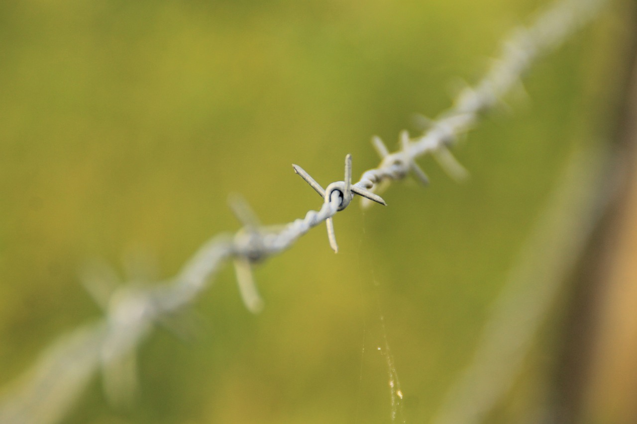 barbed wire barb wire free photo