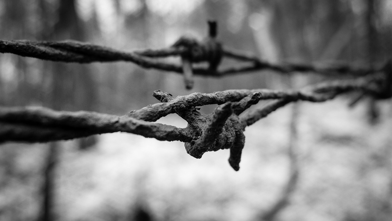 barbed wire wire fence free photo