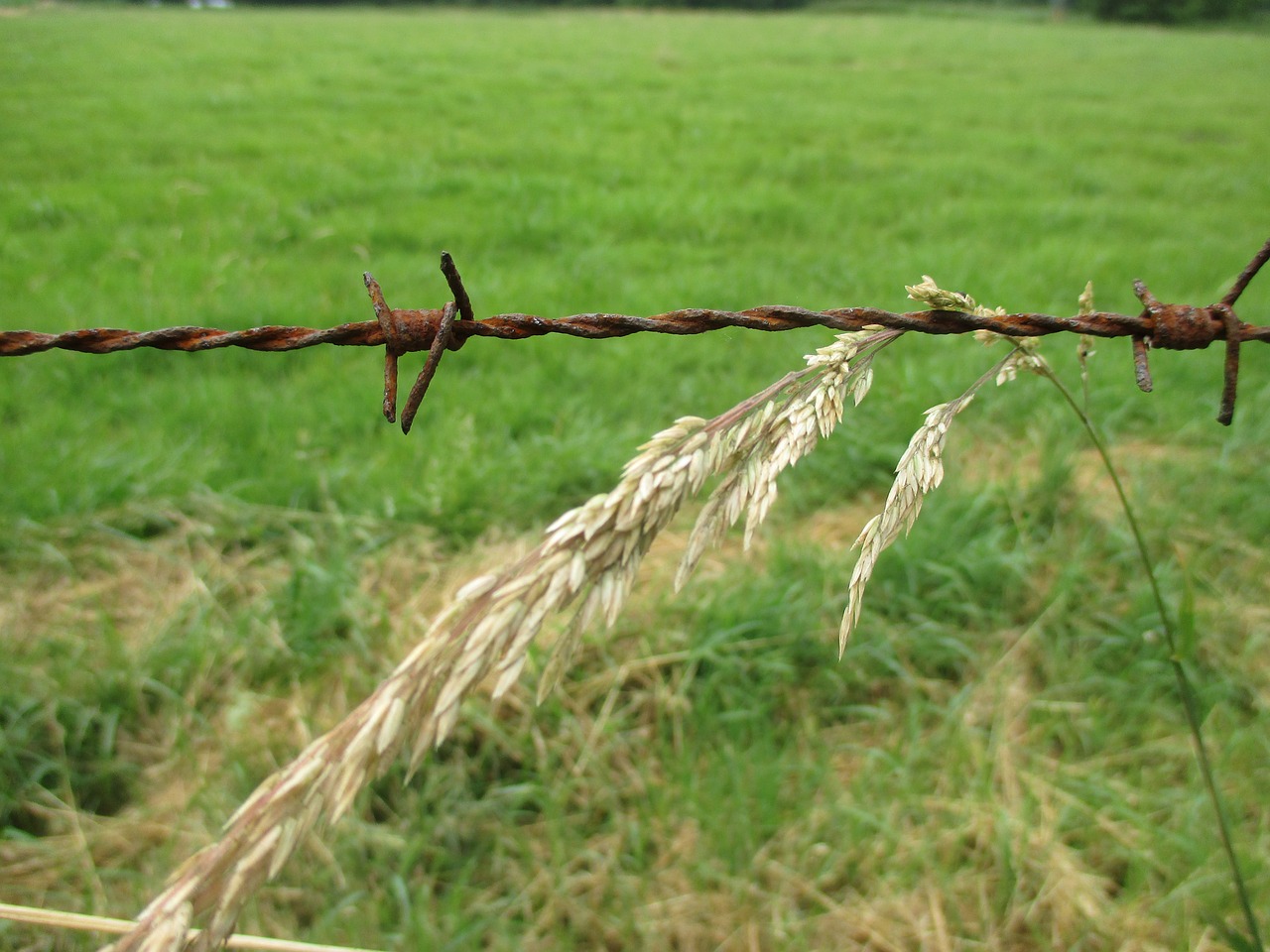 barbed wire grass meadow free photo