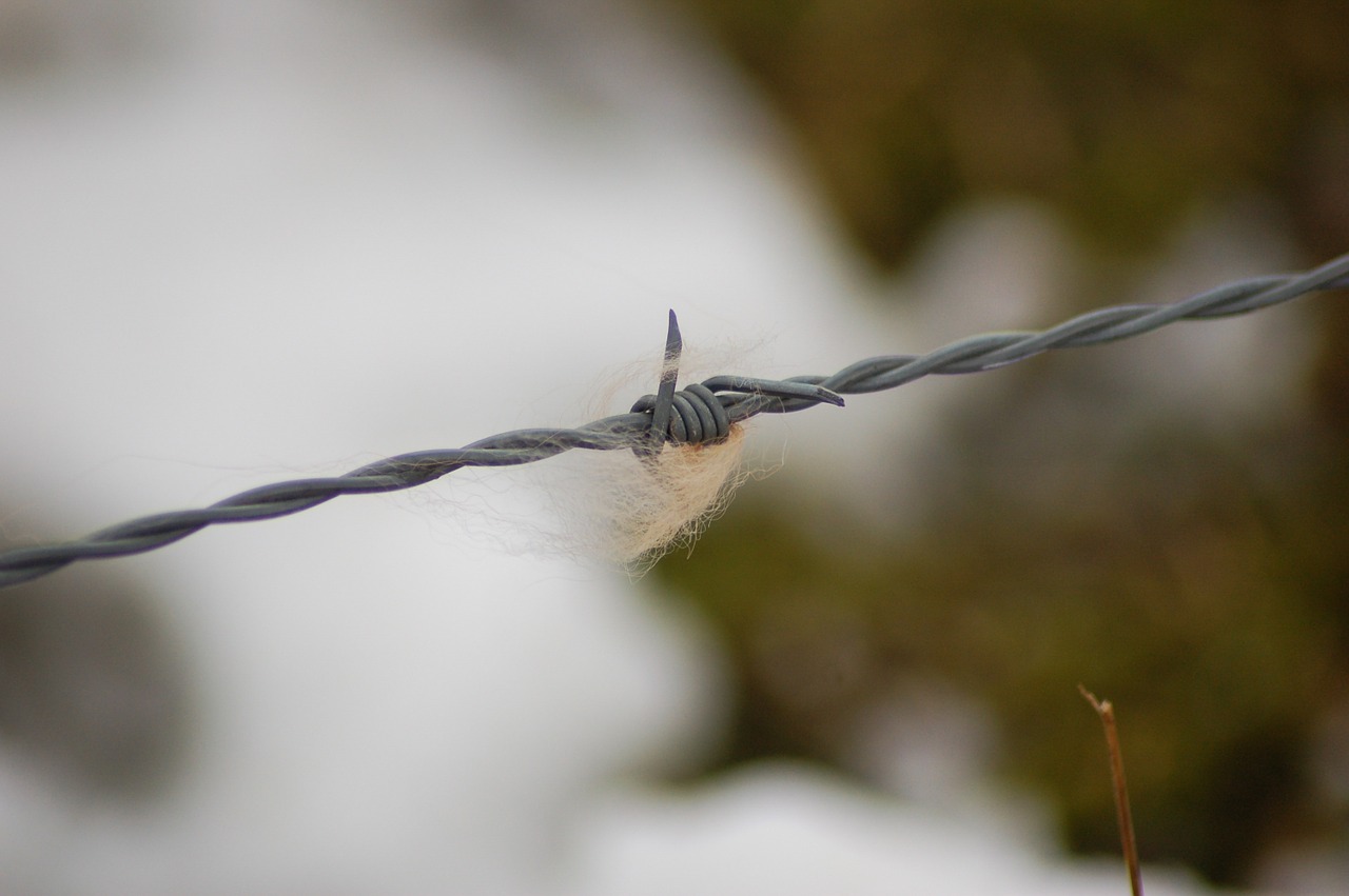 barbed wire fur nature free photo