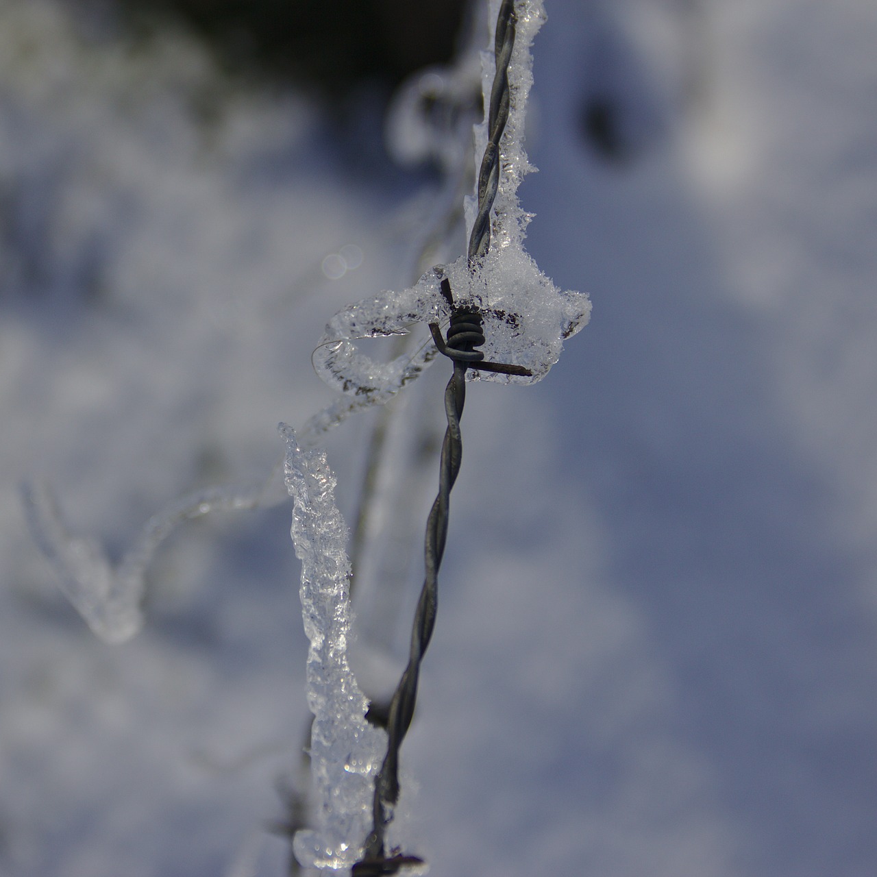barbed wire covered in ice winter barbed wire free photo