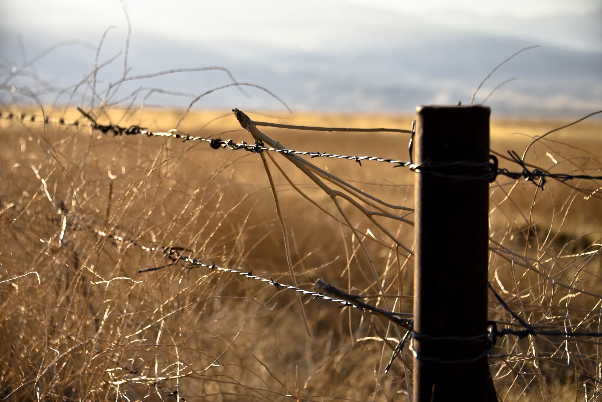 barbed wire fence grass free photo