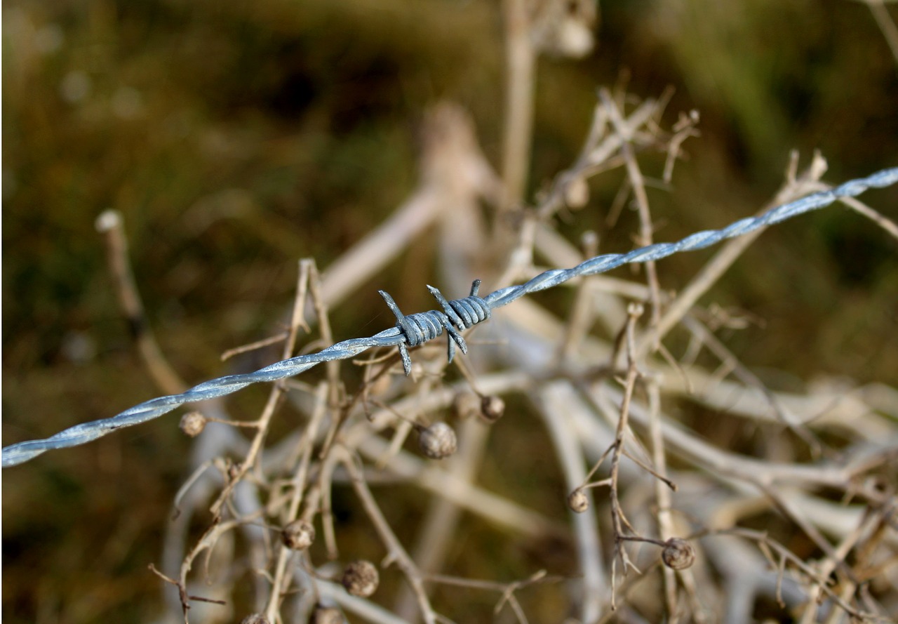 barbed wire fence marsh nordstrand free photo