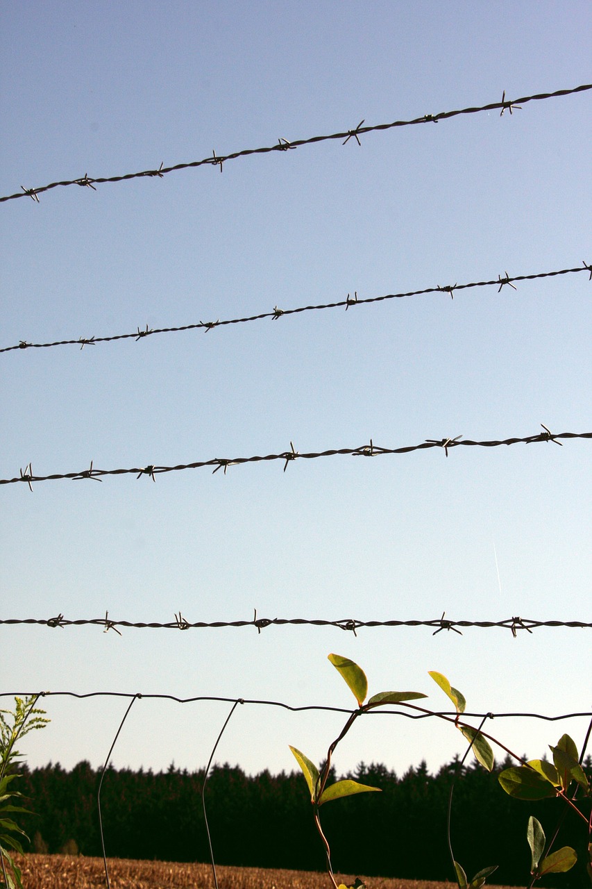 barbed wire fence barbed wire metal free photo