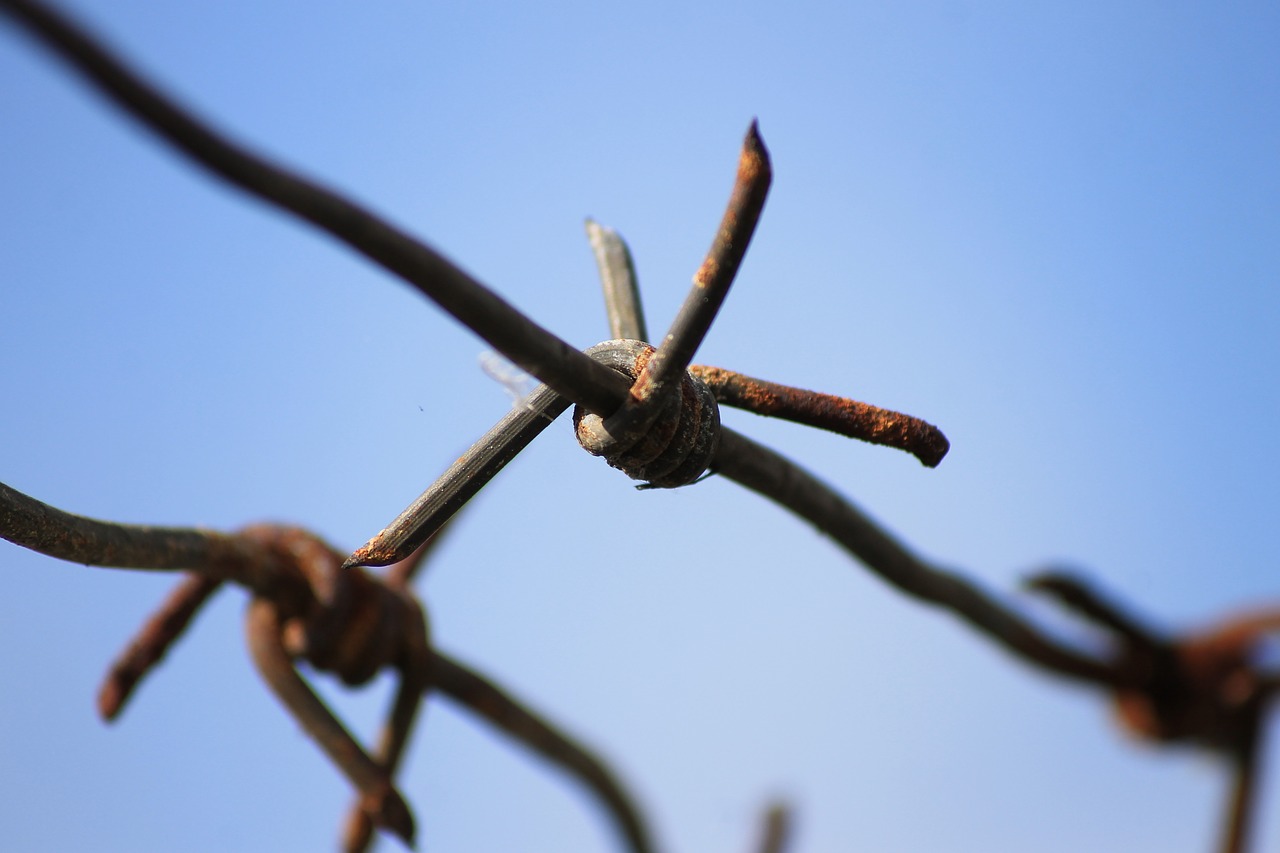 barbed wire fence  barbed wire  fence free photo