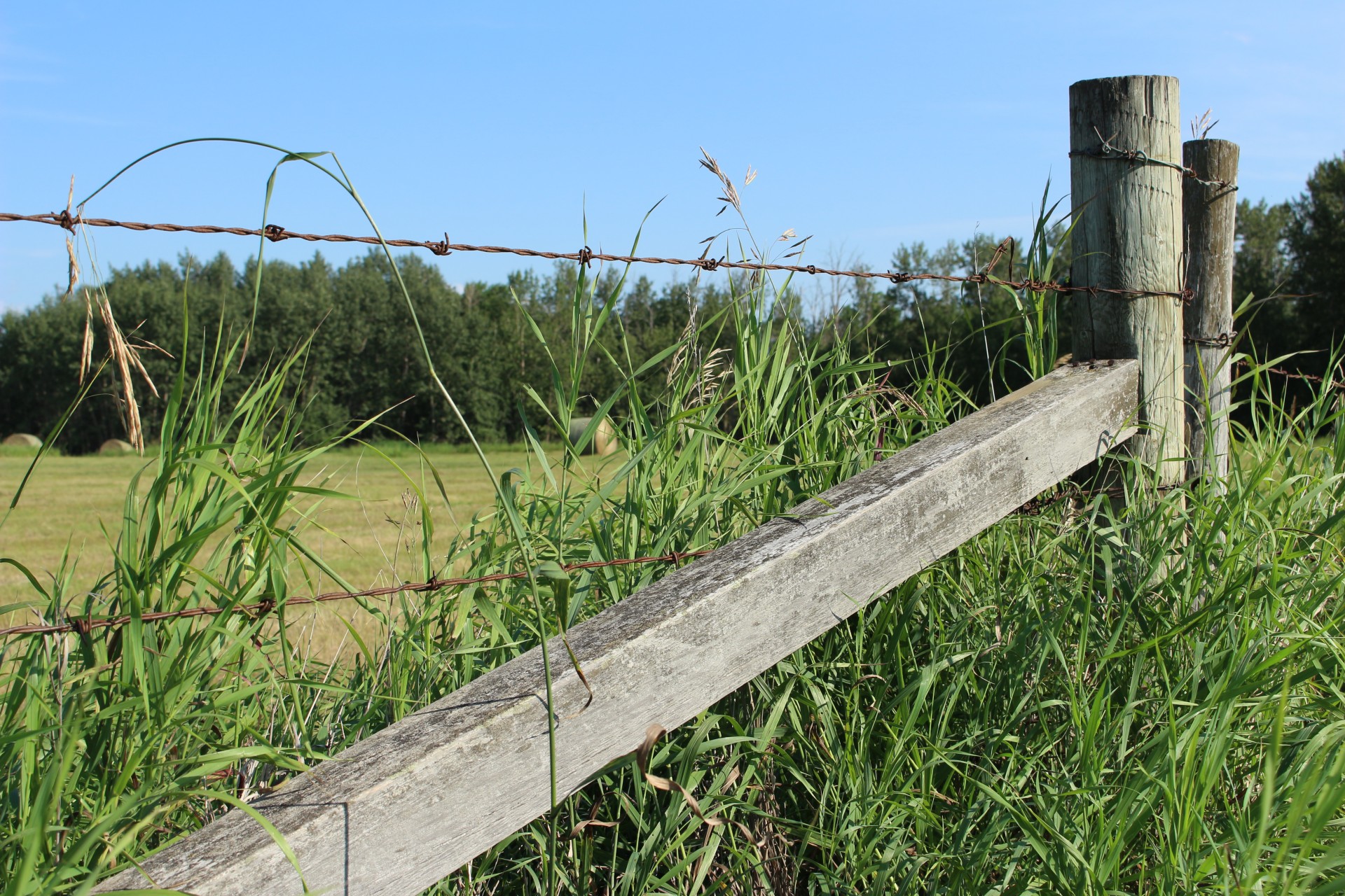 barbed wire fence free photo