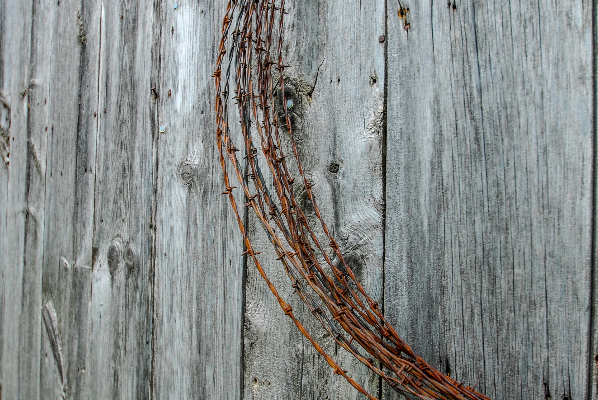 barn wire barbed free photo