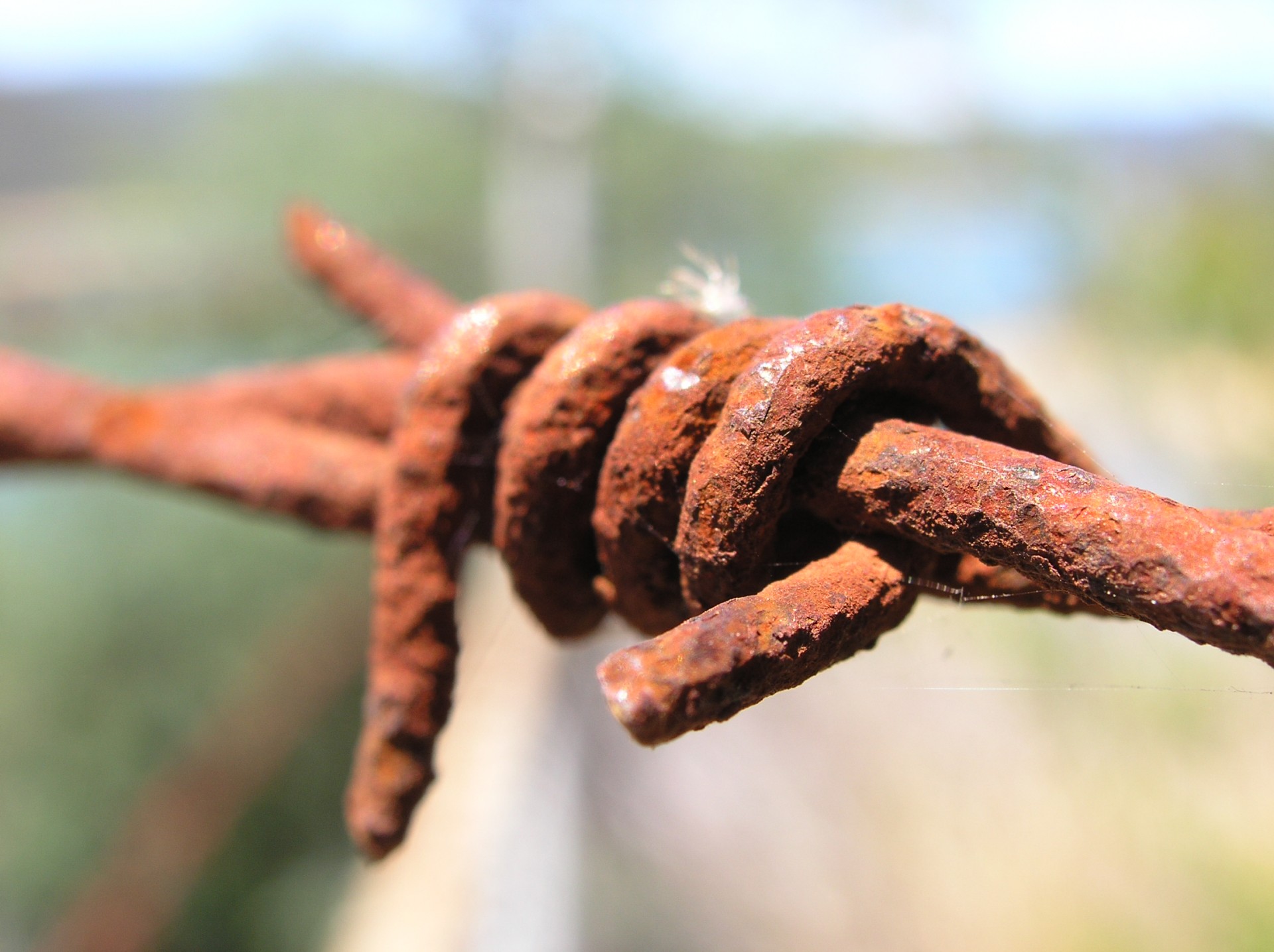 barbed wire rust fence free photo