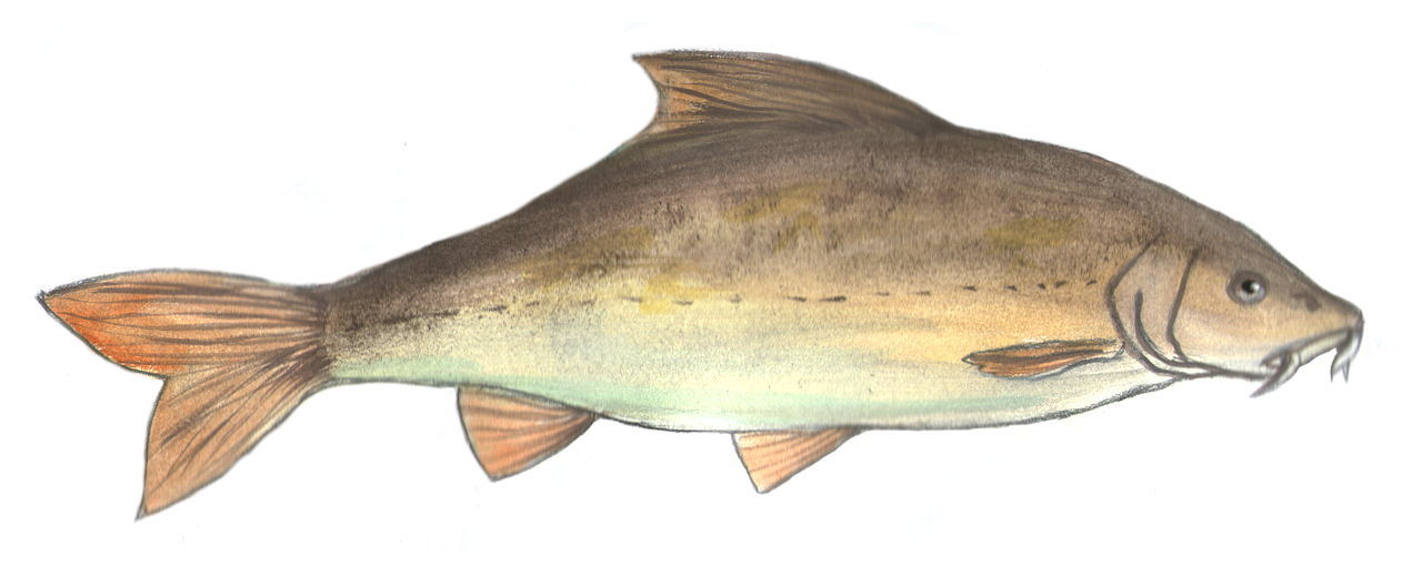 barbel fish painted free photo