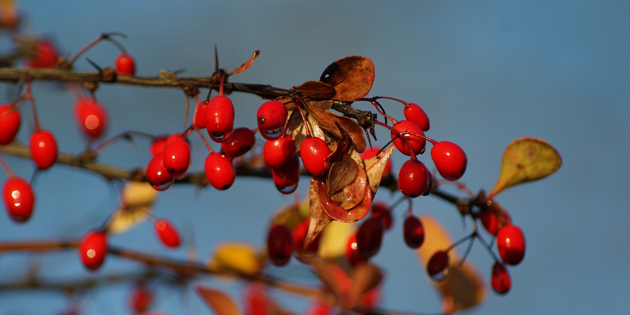 barberry berries autumn free photo