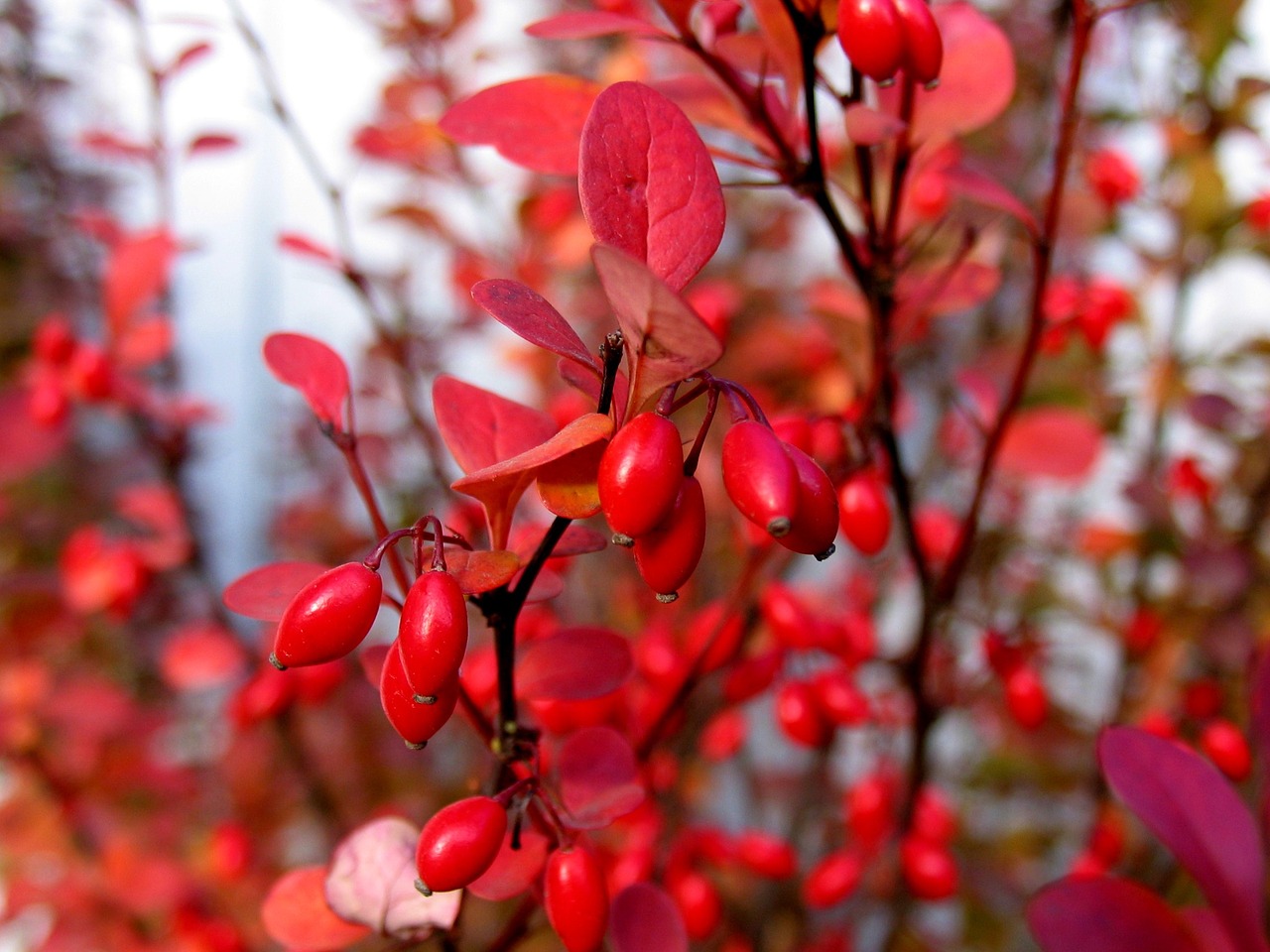 barberry autumn berry free photo