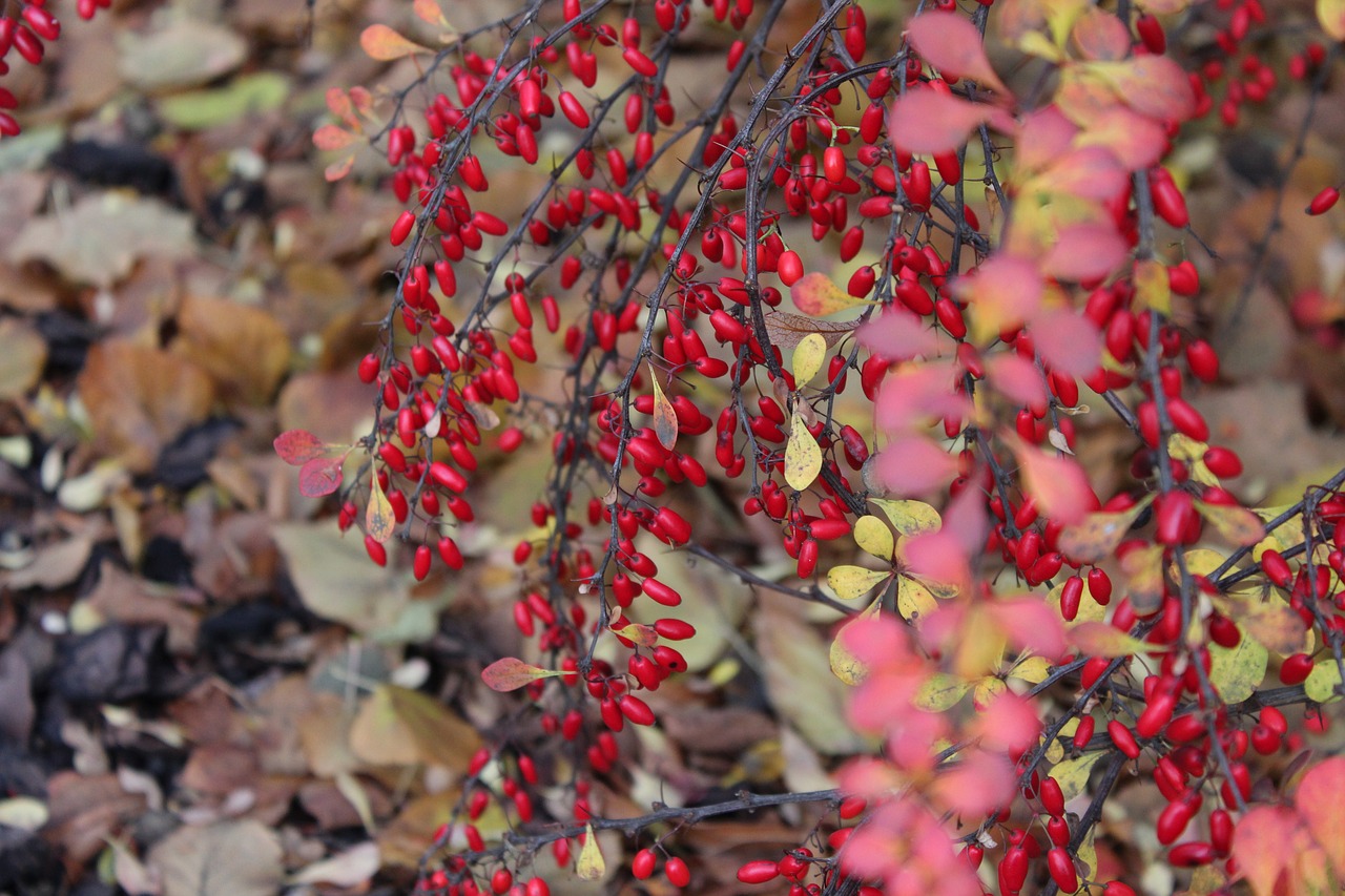 barberry bush autumn free photo