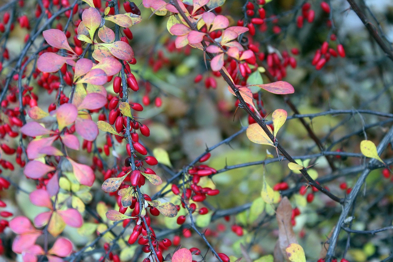 barberry ornamental shrub red fruits free photo