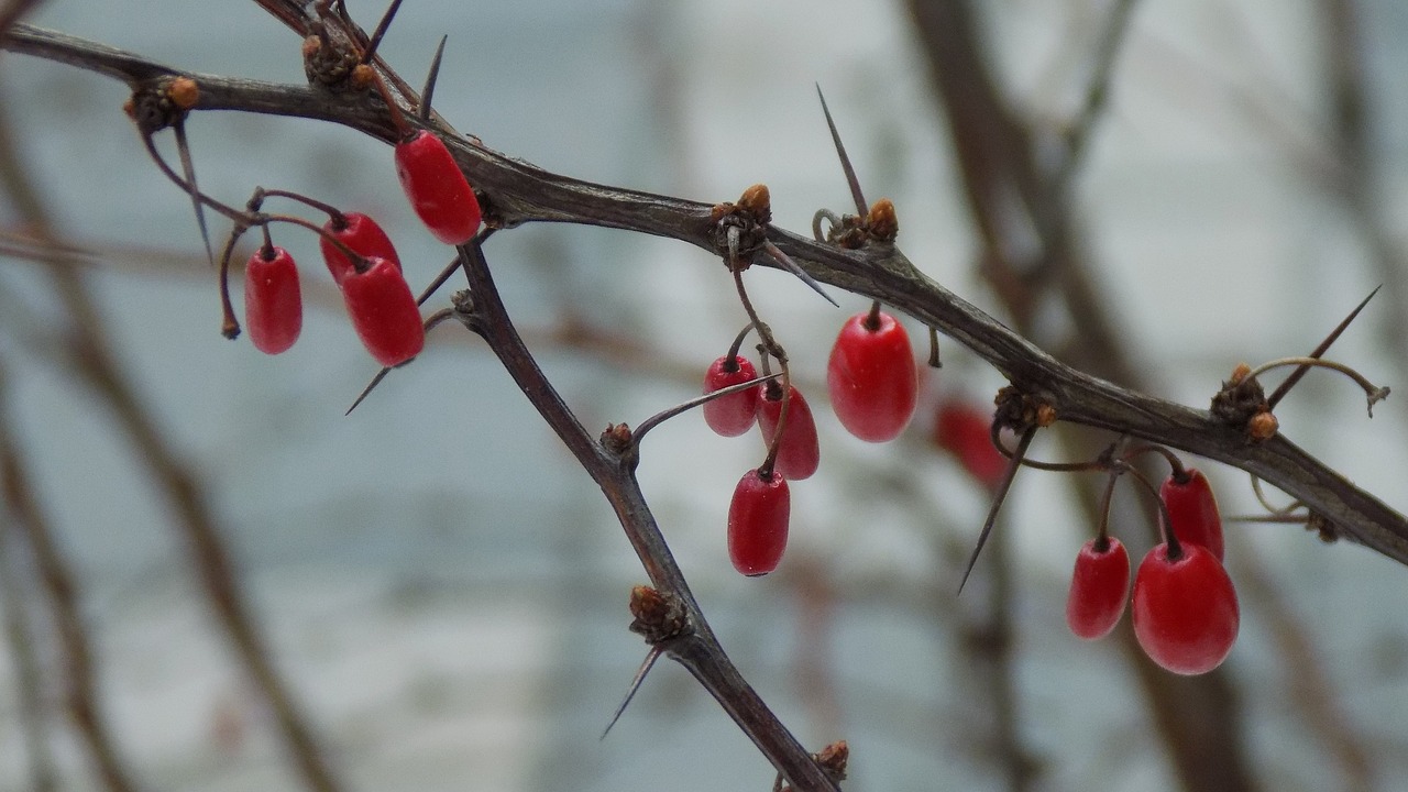 barberry winter fruit free photo