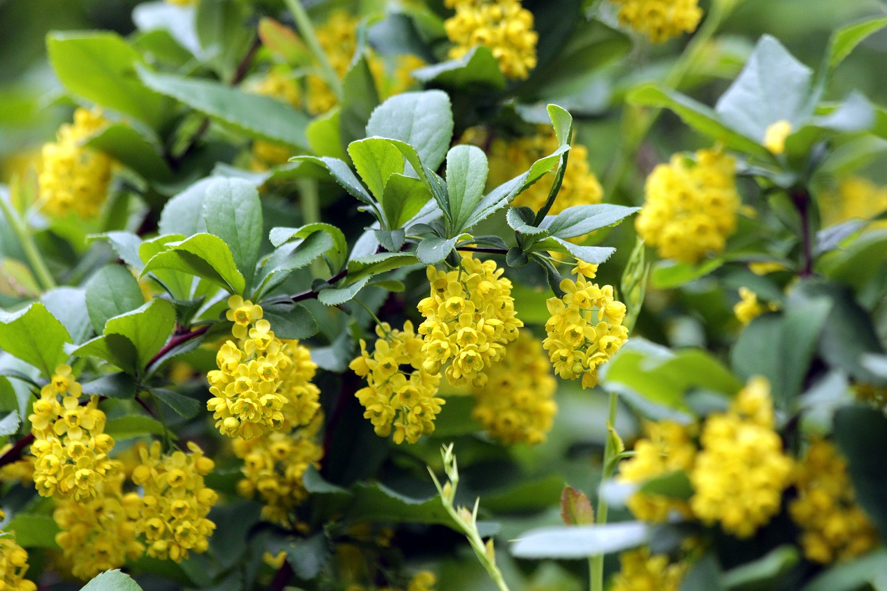 barberry  korean barberry  shrub free photo