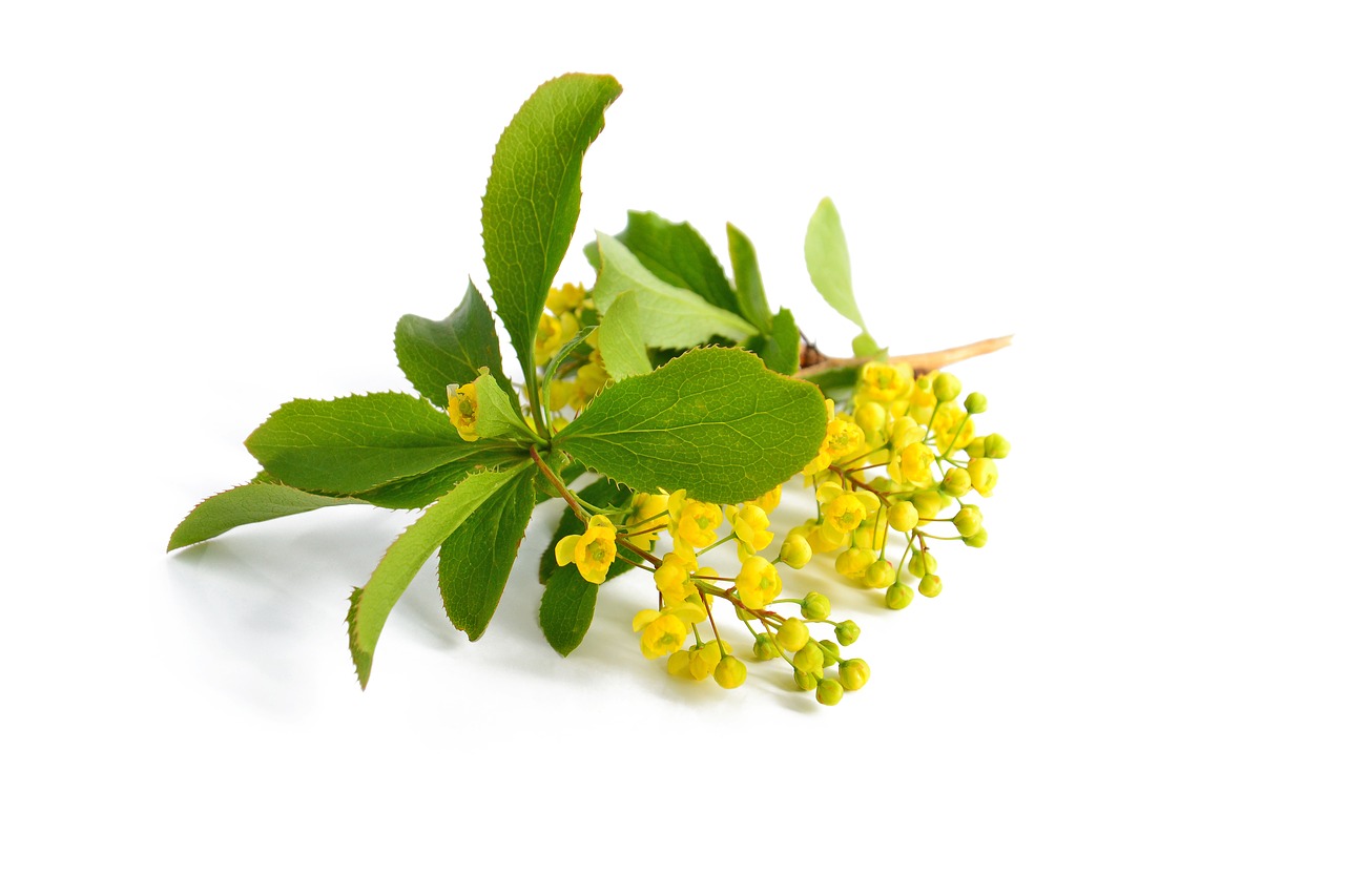 barberry  yellow flowers  branch free photo