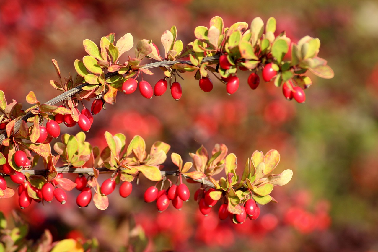 barberry  red fruits  autumn free photo