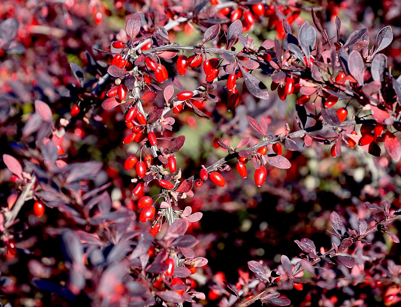 barberry  autumn  nature free photo