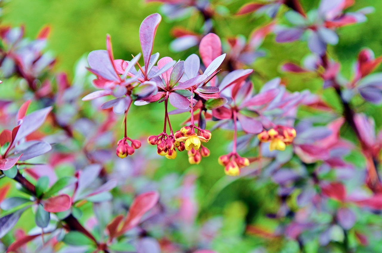 barberry  spring  garden free photo