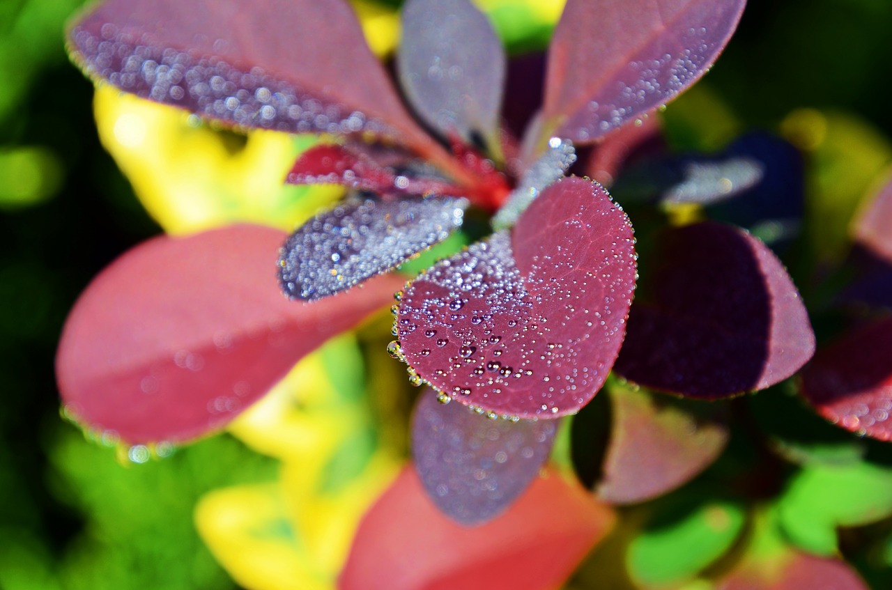 barberry  dew  drop free photo