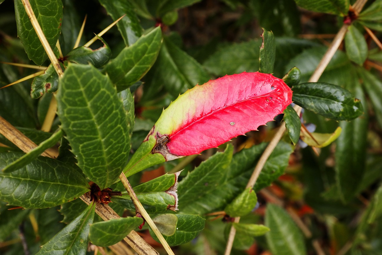 barberry leaf bush free photo